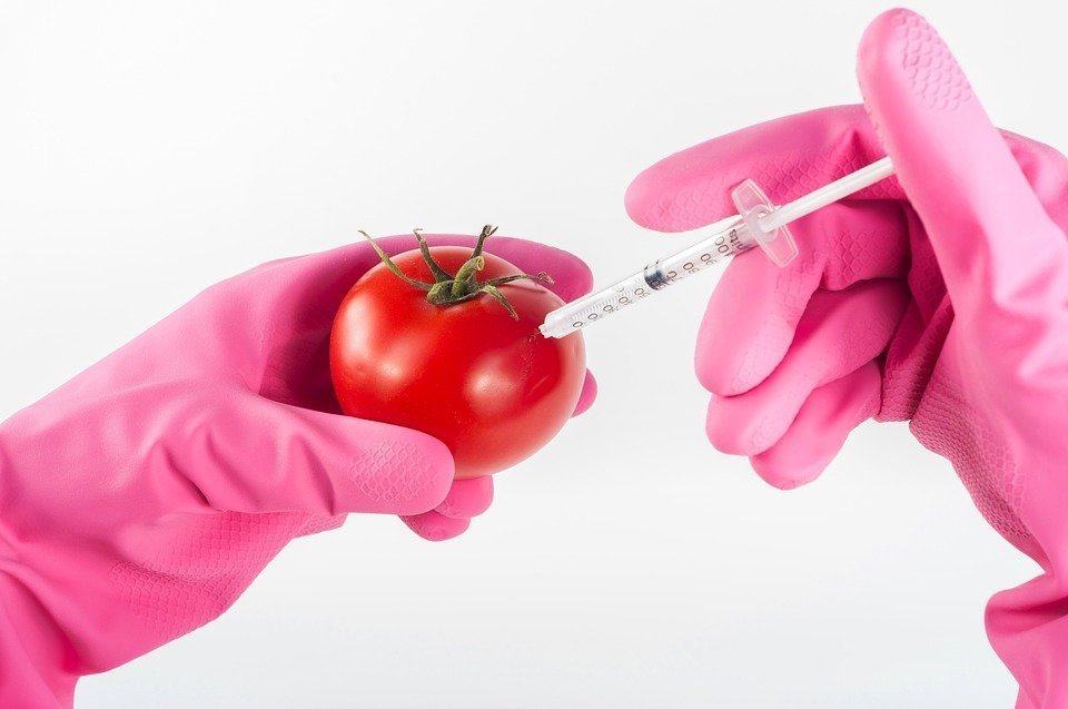 Продукты с ГМО в Евросоюзе должны продаваться со специальной маркировкой — решение суда