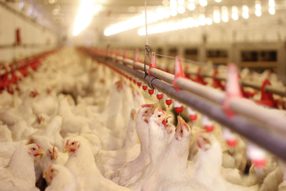 За год оптовые цены на курятину выросли на 20%