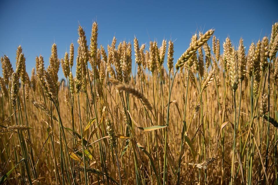 Минагропрод прогнозирует урожай пшеницы меньше прошлогоднего